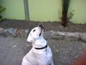 Labrador retriever Simon *Aflivet*