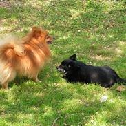Pomeranian Quasi
