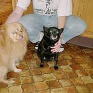 Pomeranian Quasi