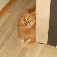 Pomeranian Quasi