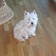 West highland white terrier Anne
