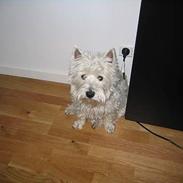 West highland white terrier Anne