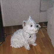 West highland white terrier Anne