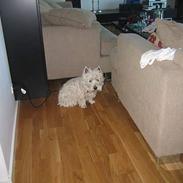 West highland white terrier Anne