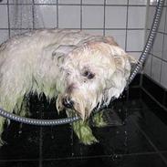 West highland white terrier Anne