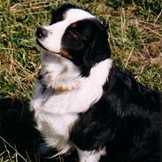 Australian shepherd Meldgaard's Emely