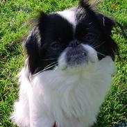 Blanding af racer Lovely