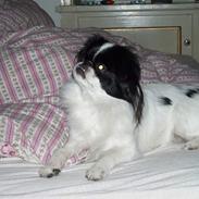 Blanding af racer Lovely