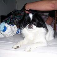 Blanding af racer Lovely