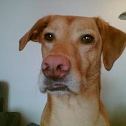 Blanding af racer rico