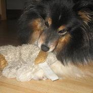 Shetland sheepdog Frida *død*