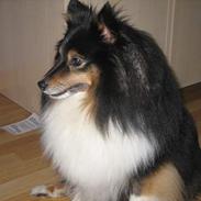 Shetland sheepdog Frida *død*