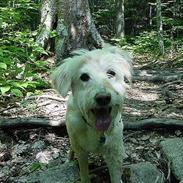 Blanding af racer Angel