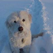 Blanding af racer Angel