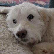 Blanding af racer Angel