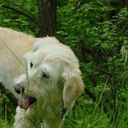 Blanding af racer Angel