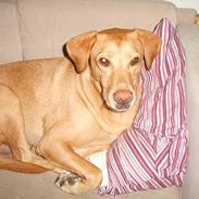 Blanding af racer rico