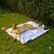 Blanding af racer rico