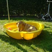 Blanding af racer rico