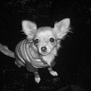 Chihuahua Emmy *Himmelhund*