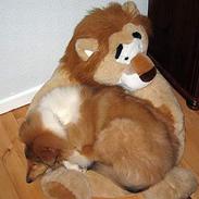 Collie langhåret Felix 