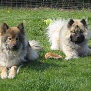 Eurasier Tilo