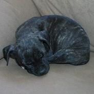 Amerikansk staffordshire terrier TYSON