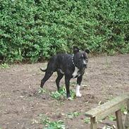 Amerikansk staffordshire terrier TYSON