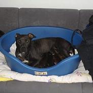 Amerikansk staffordshire terrier TYSON