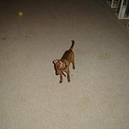 Dvaergpinscher piv