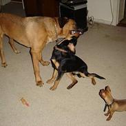 Dvaergpinscher piv