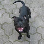 Staffordshire bull terrier Loco