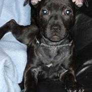 Staffordshire bull terrier Loco