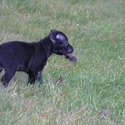 Staffordshire bull terrier Loco
