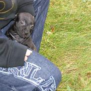 Staffordshire bull terrier Loco