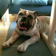Engelsk bulldog Albert