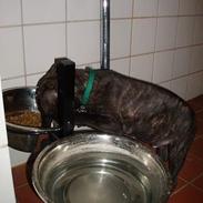 Amerikansk staffordshire terrier TYSON