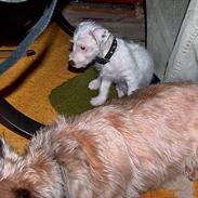 Jack russell terrier frikke