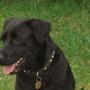 Labrador retriever Bertha