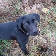 Labrador retriever Bertha