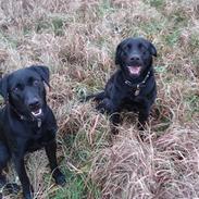 Labrador retriever Bertha