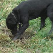 Labrador retriever Bertha