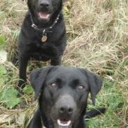 Labrador retriever Bertha