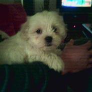 Shih tzu Emmi