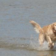 Golden retriever Sascha