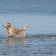 Golden retriever Sascha