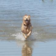 Golden retriever Sascha