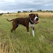 Amerikansk staffordshire terrier Spike