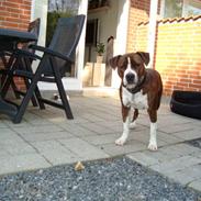 Amerikansk staffordshire terrier Spike