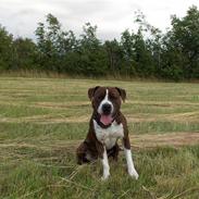 Amerikansk staffordshire terrier Spike